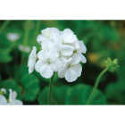 White Geranium in 4 In. Pot Image 1