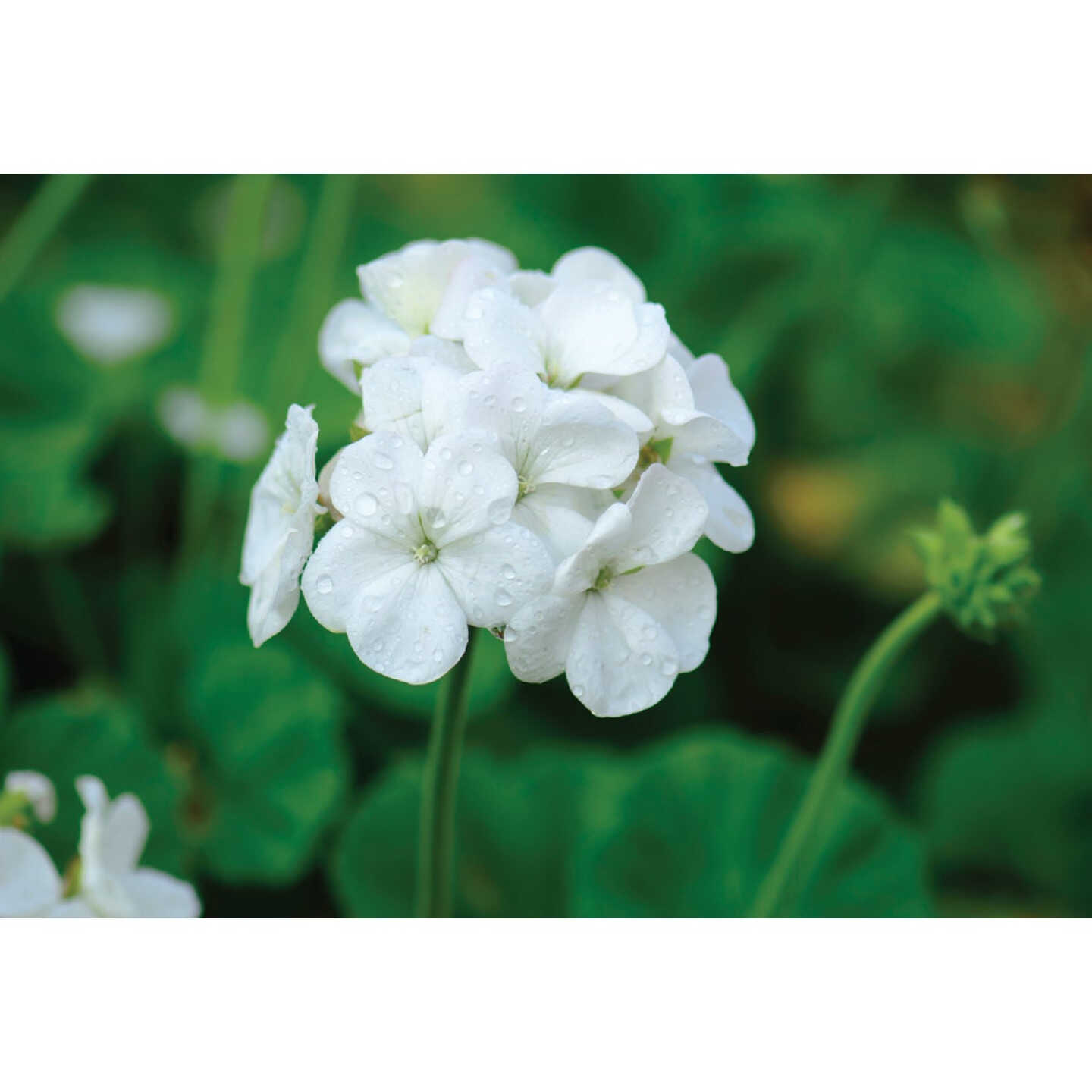 White Geranium in 4 In. Pot Image 1