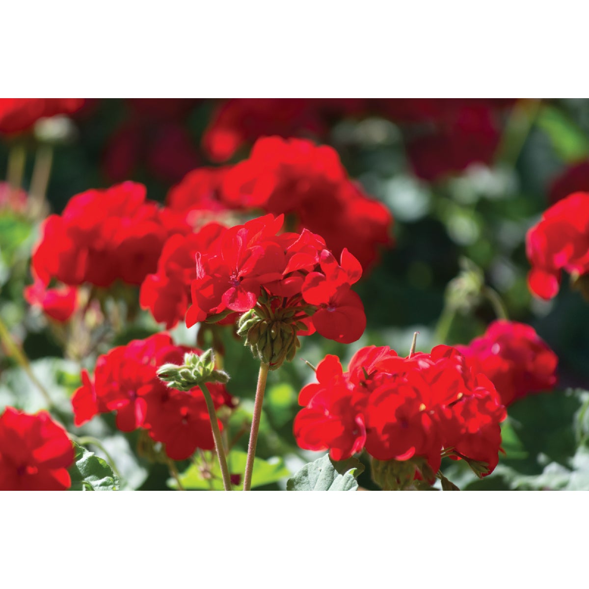 Red Geranium in 4 In. Pot