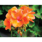 Orange Geranium in 4 In. Pot Image 1