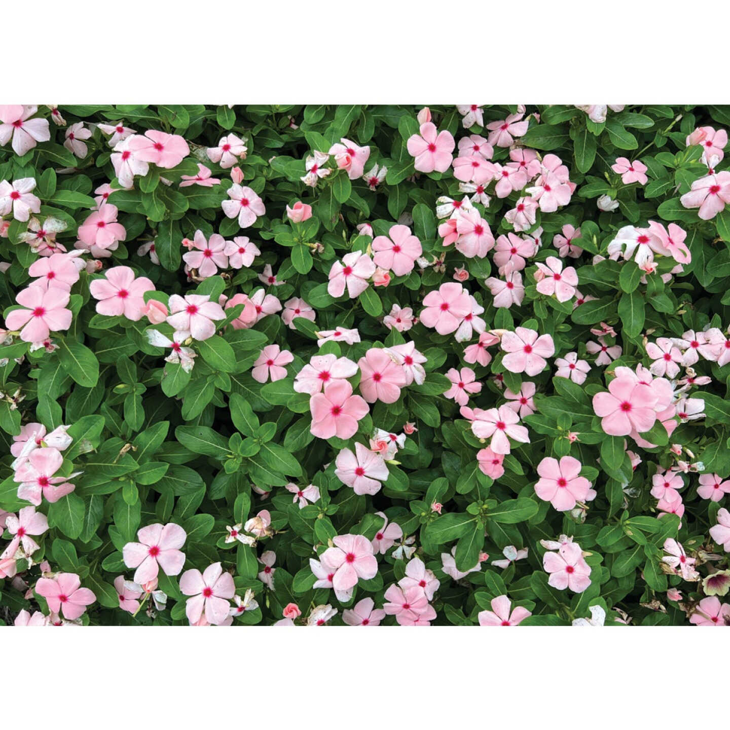 Pink Vinca in 4 In. Pot Image 1