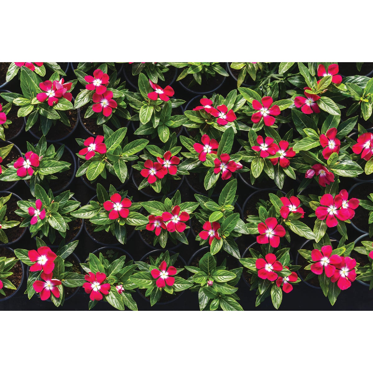 Red Vinca in 4 In. Pot
