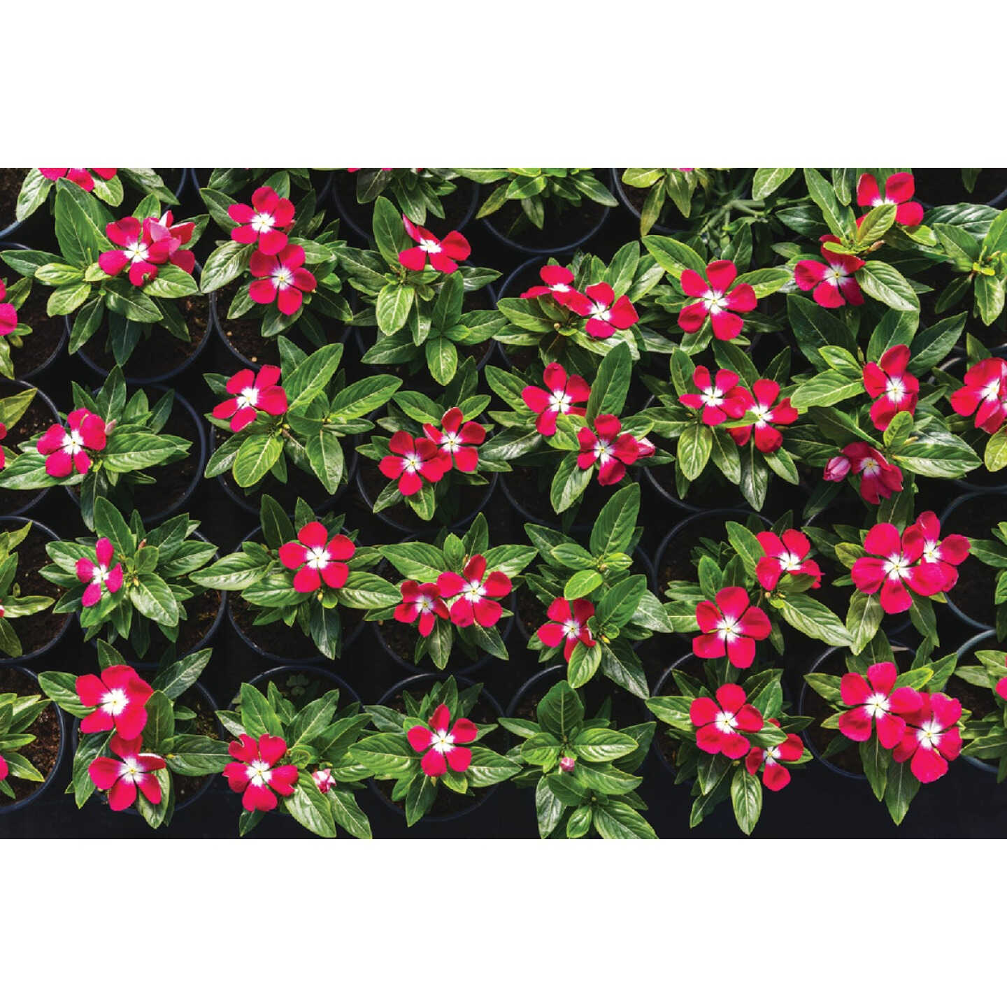 Red Vinca in 4 In. Pot Image 1