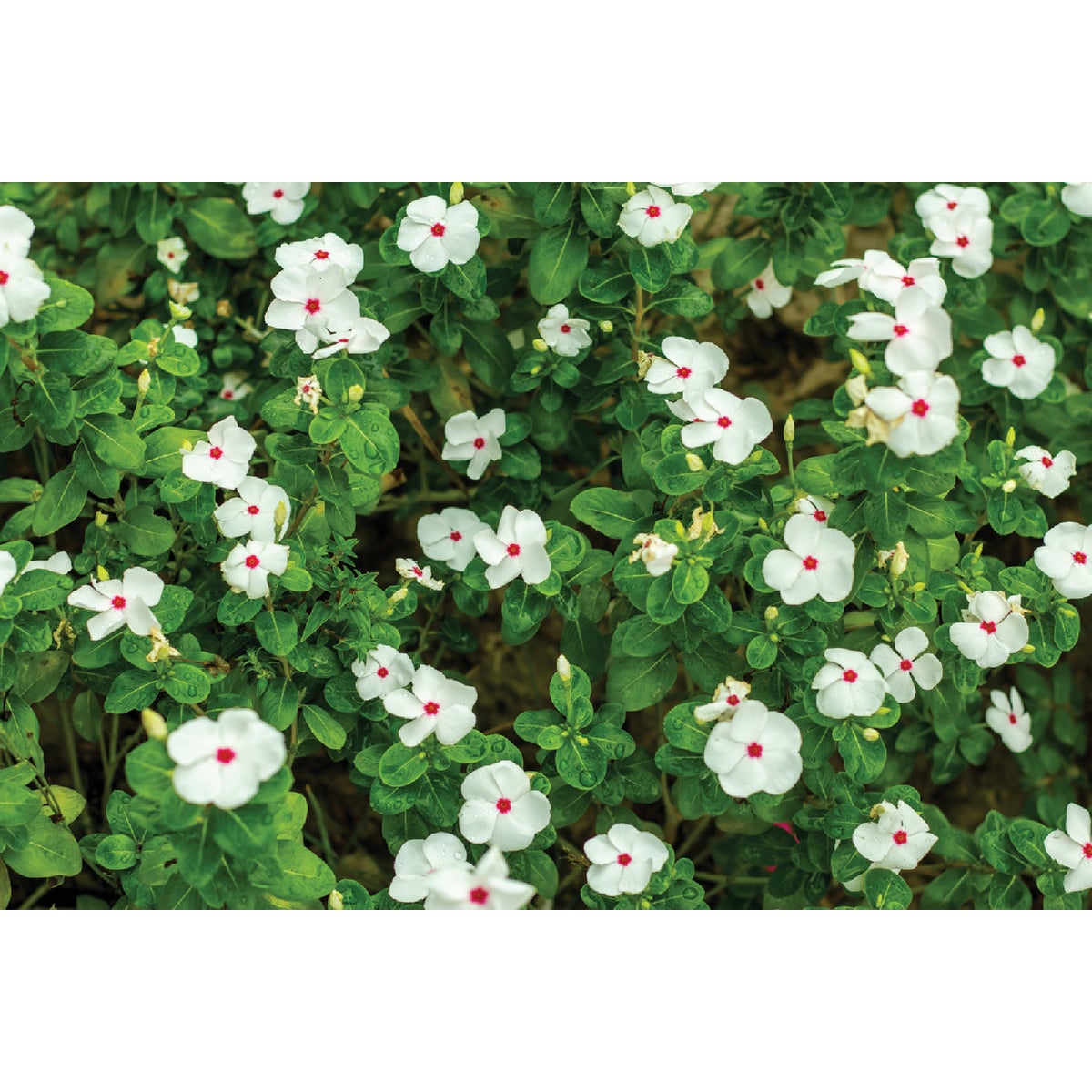 White Vinca in 4 In. Pot