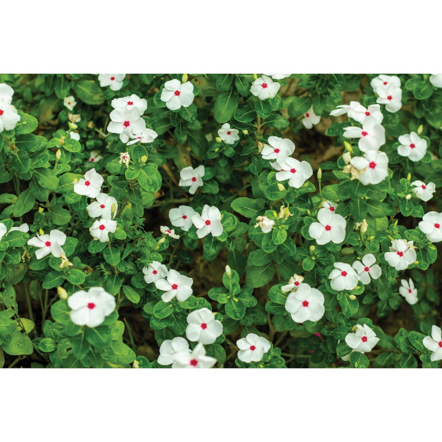 White Vinca in 4 In. Pot Image 1