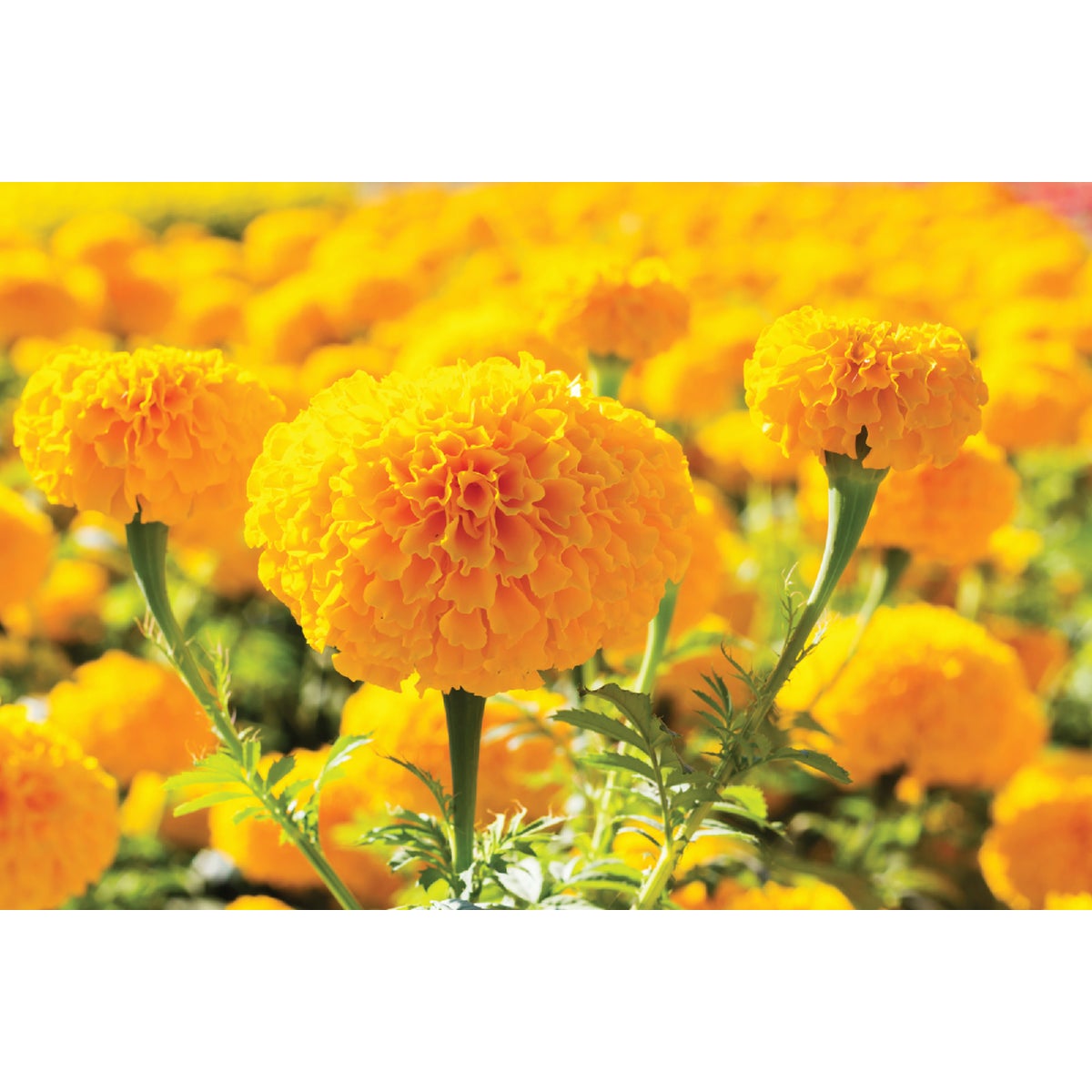 Gold Marigold in 4 In. Pot
