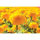 Gold Marigold in 4 In. Pot Image 1