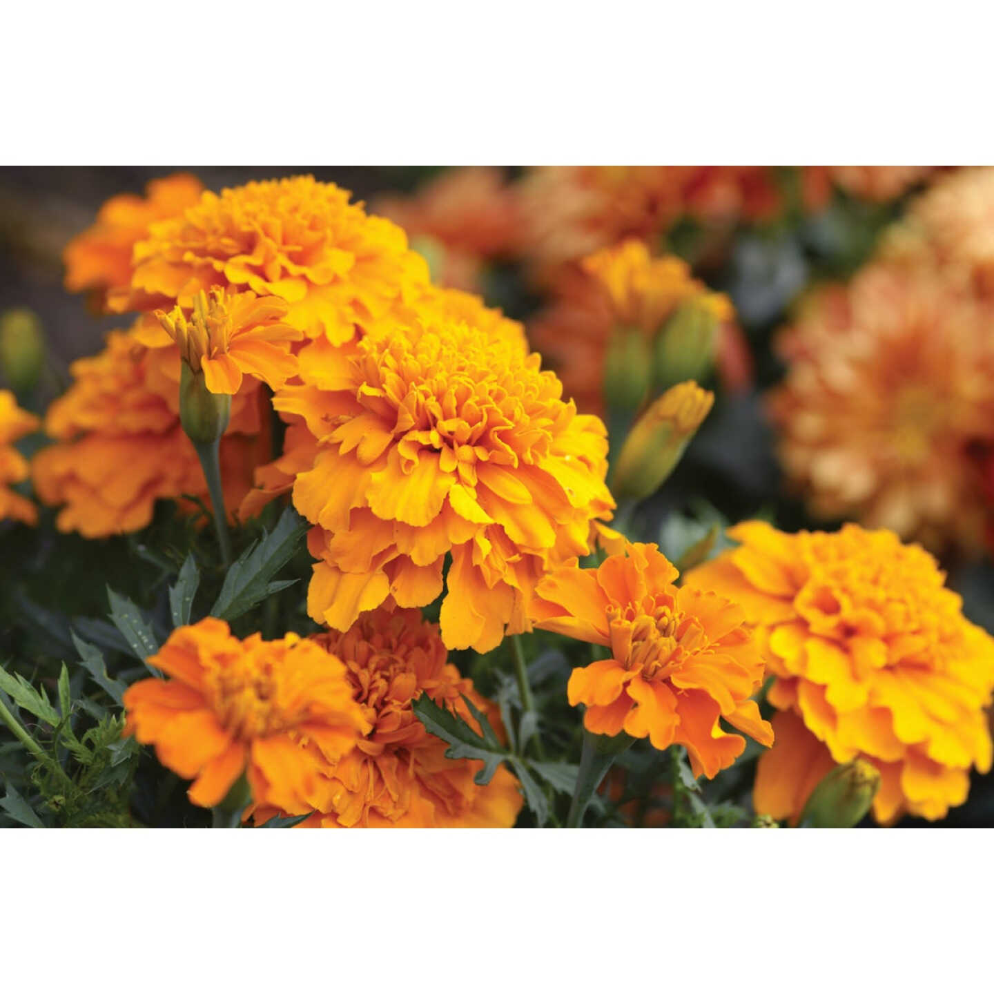 Orange Marigold in 4 In. Pot Image 1