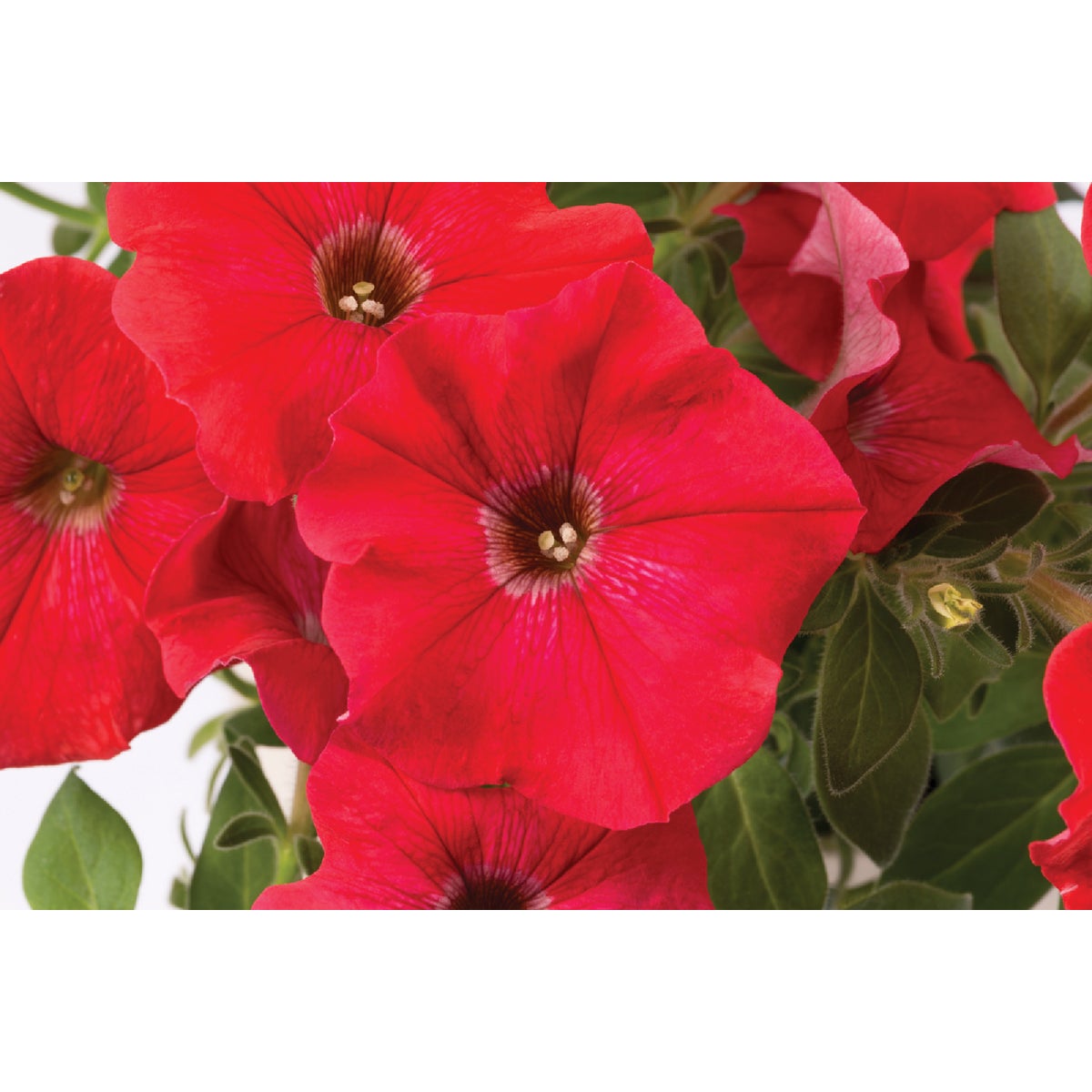 Red Petunia in 4 In. Pot