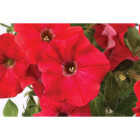 Red Petunia in 4 In. Pot Image 1