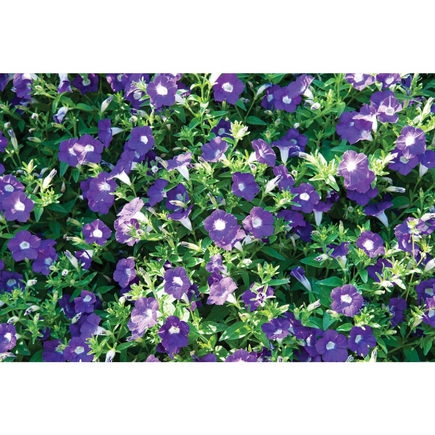 Purple Petunia in 4 In. Pot Image 1