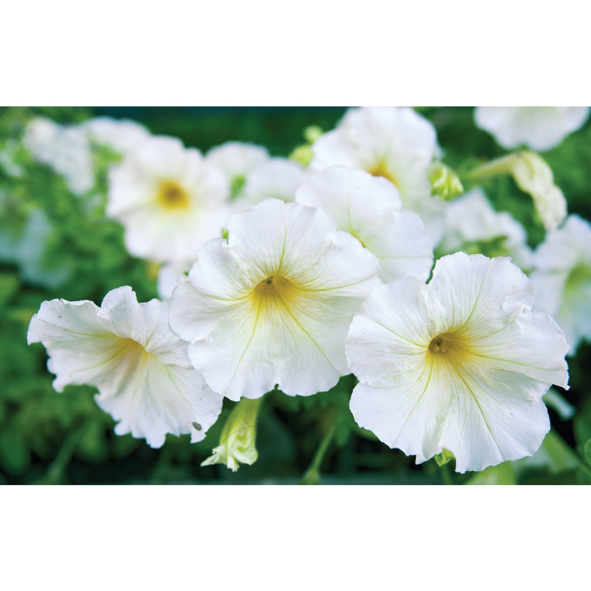 White Petunia in 4 In. Pot