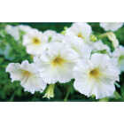 White Petunia in 4 In. Pot Image 1