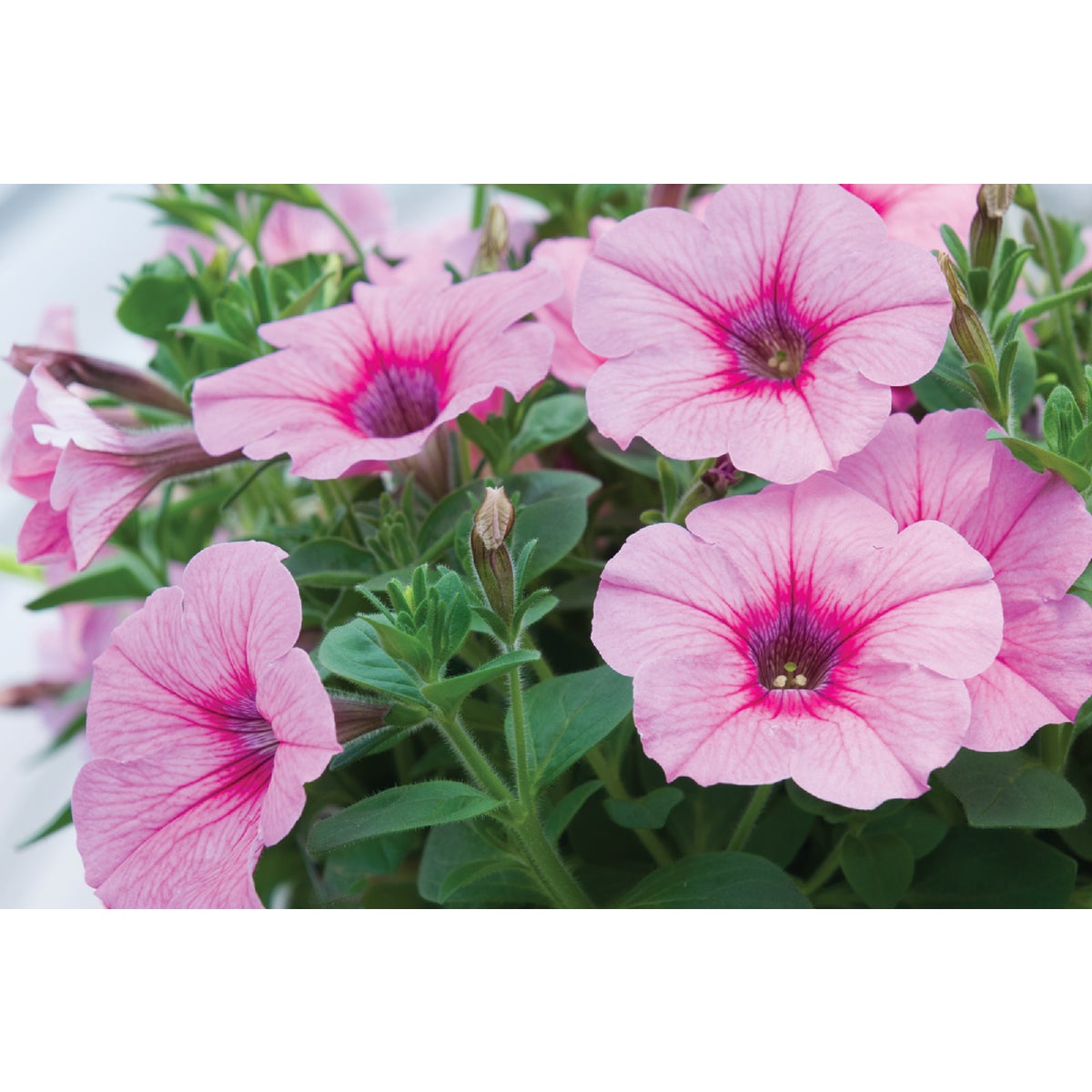 Pink Petunia in 4 In. Pot