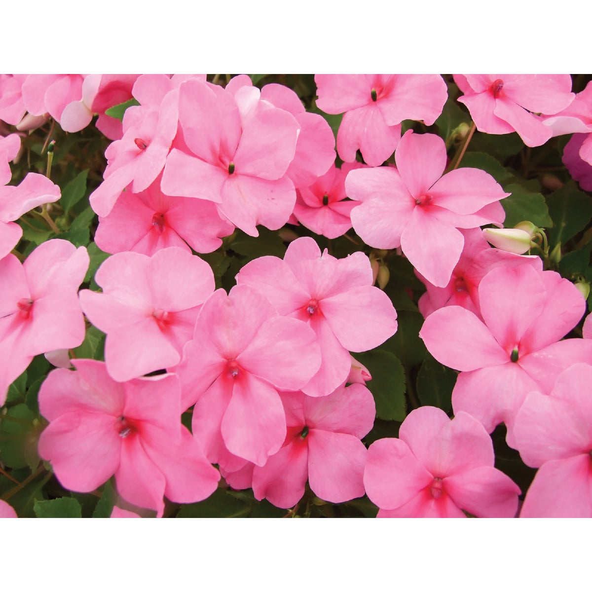 Pink Impatiens in 4 In. Pot
