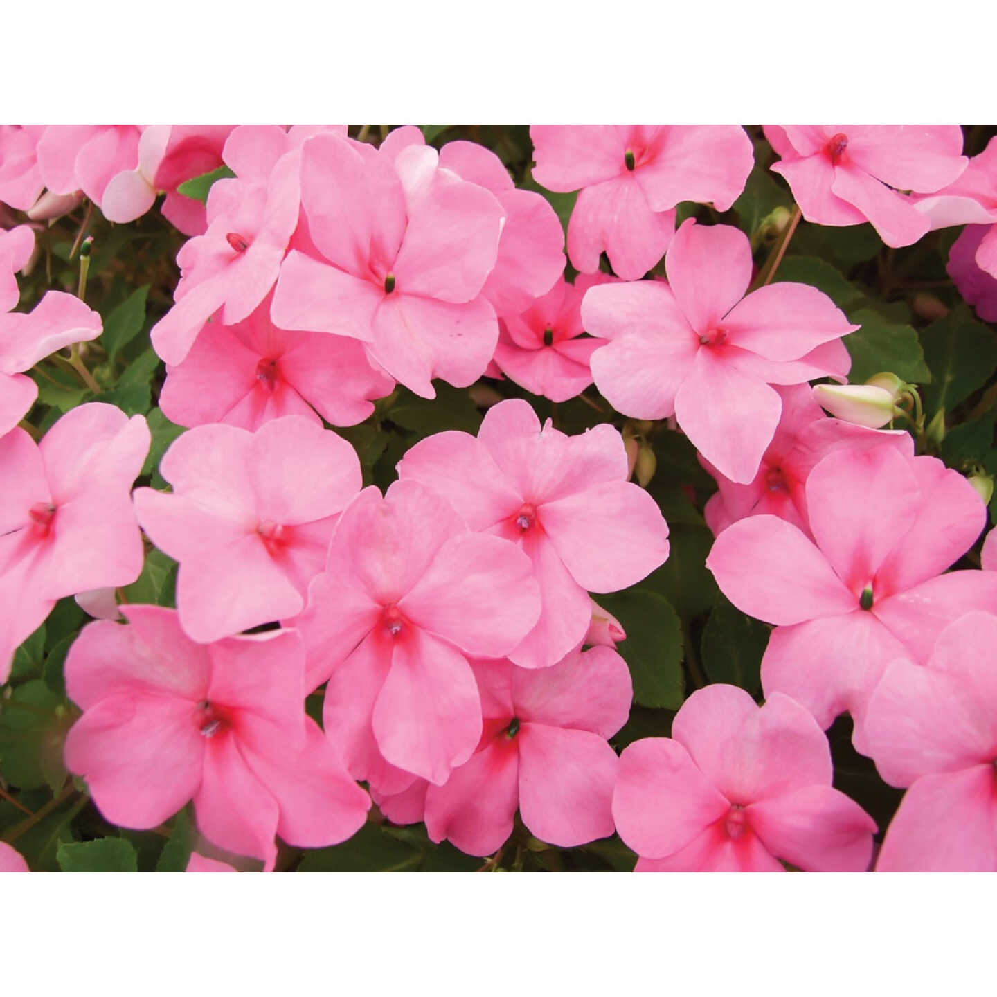 Pink Impatiens in 4 In. Pot Image 1