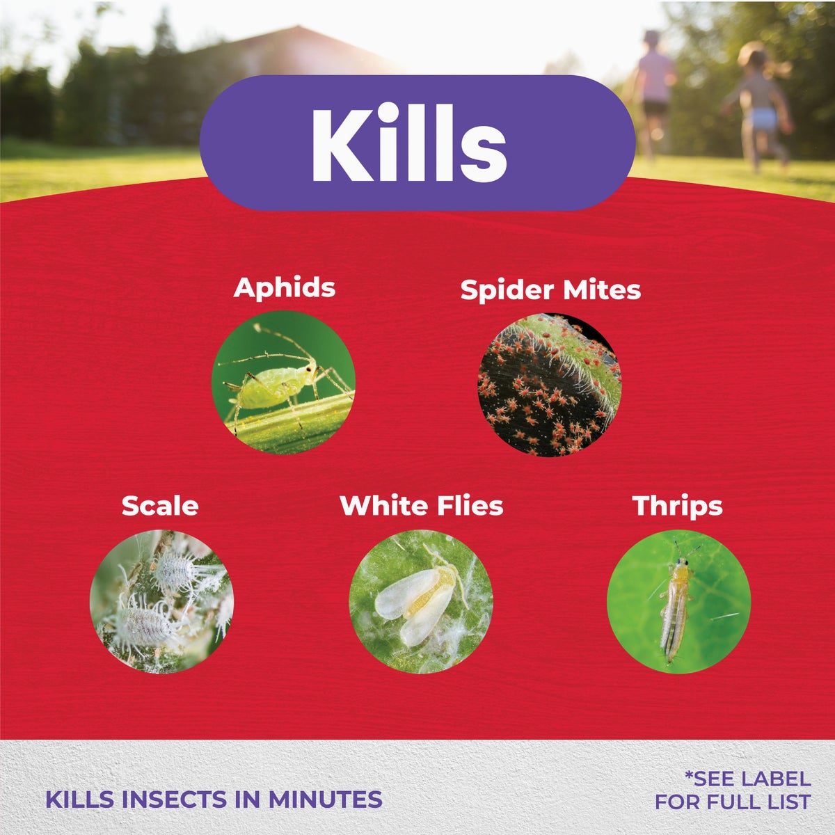 Insecticidal Insect Killing Soap Image 3