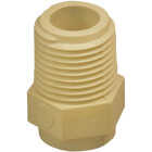 Charlotte Pipe 1/2 In. Male Thread to CPVC Adapter (10-Pack) Image 1