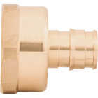 SharkBite PEX-A Brass 1/2 In. x 3/4 In. FNPT Adapter Image 3