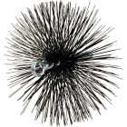 Meeco's Red Devil 8 In. Round Wire Chimney Brush Image 3