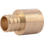 SharkBite 3/4 In. Female Sweat x 3/4 In. CF Brass PEX Adapter (10-Pack) Image 1