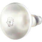 65W R30 SPT REFLECT BULB Image 2