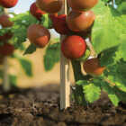 Greenes Fence 6 Ft. Wood Plant Stake Image 2