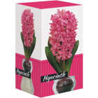 ASSRT HYACINTH GLASS KIT Image 1