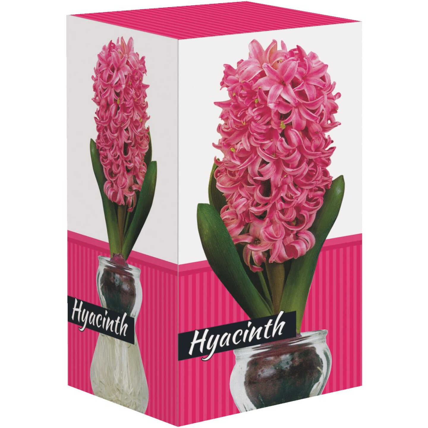 ASSRT HYACINTH GLASS KIT Image 1
