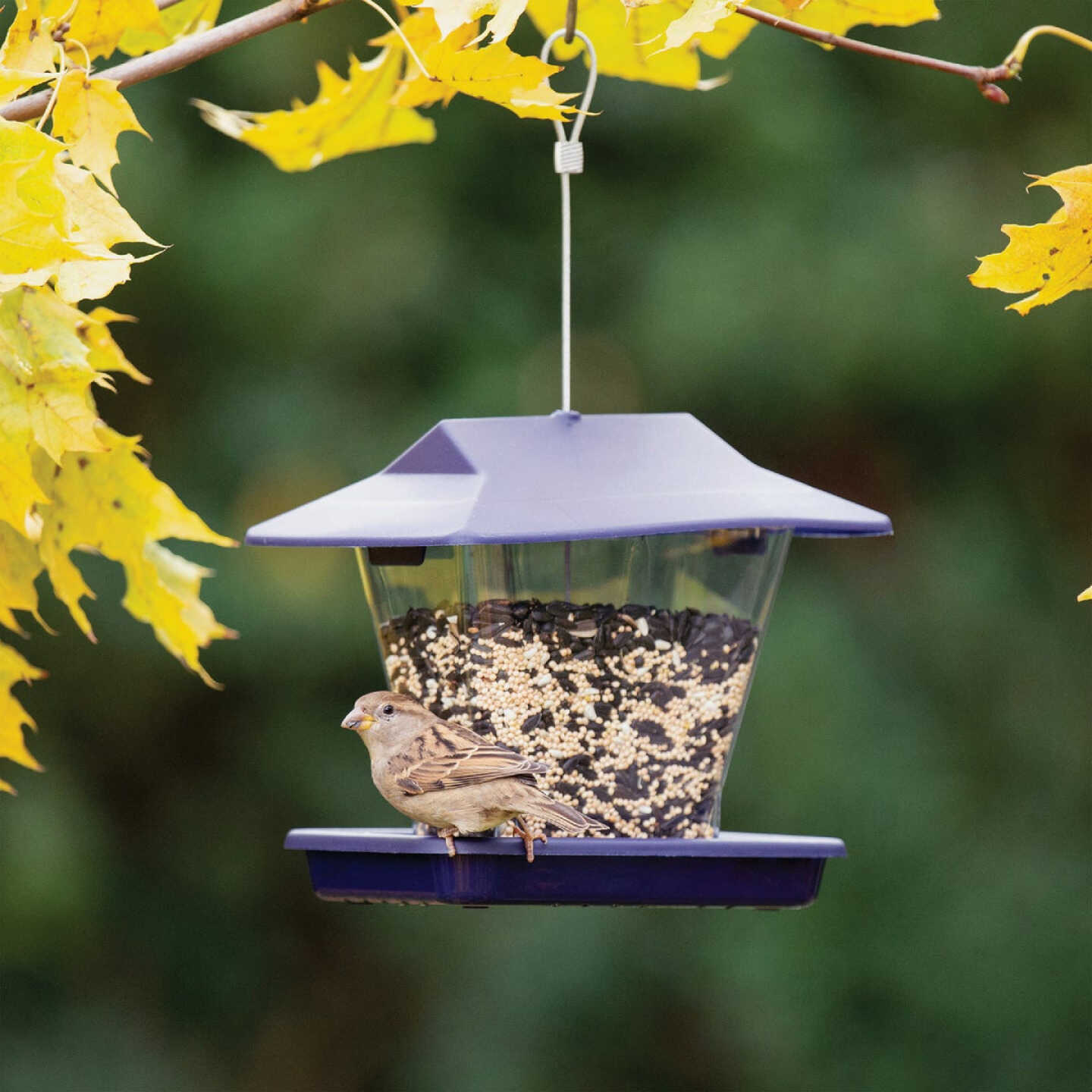More Birds Plastic 1.7 Lb. Capacity Ranch Hopper Bird Feeder Image 2