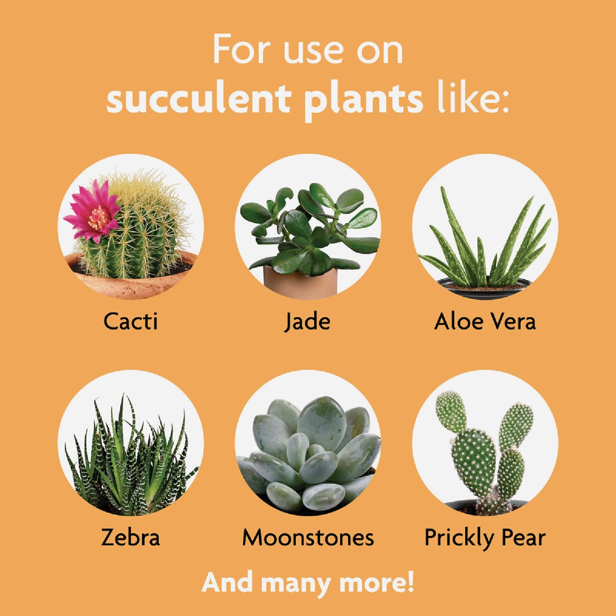 Miracle-Gro 8 Oz. Liquid Indoor Succulent Plant Food Image 4