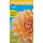SPRING PLANTING BULBS Image 4