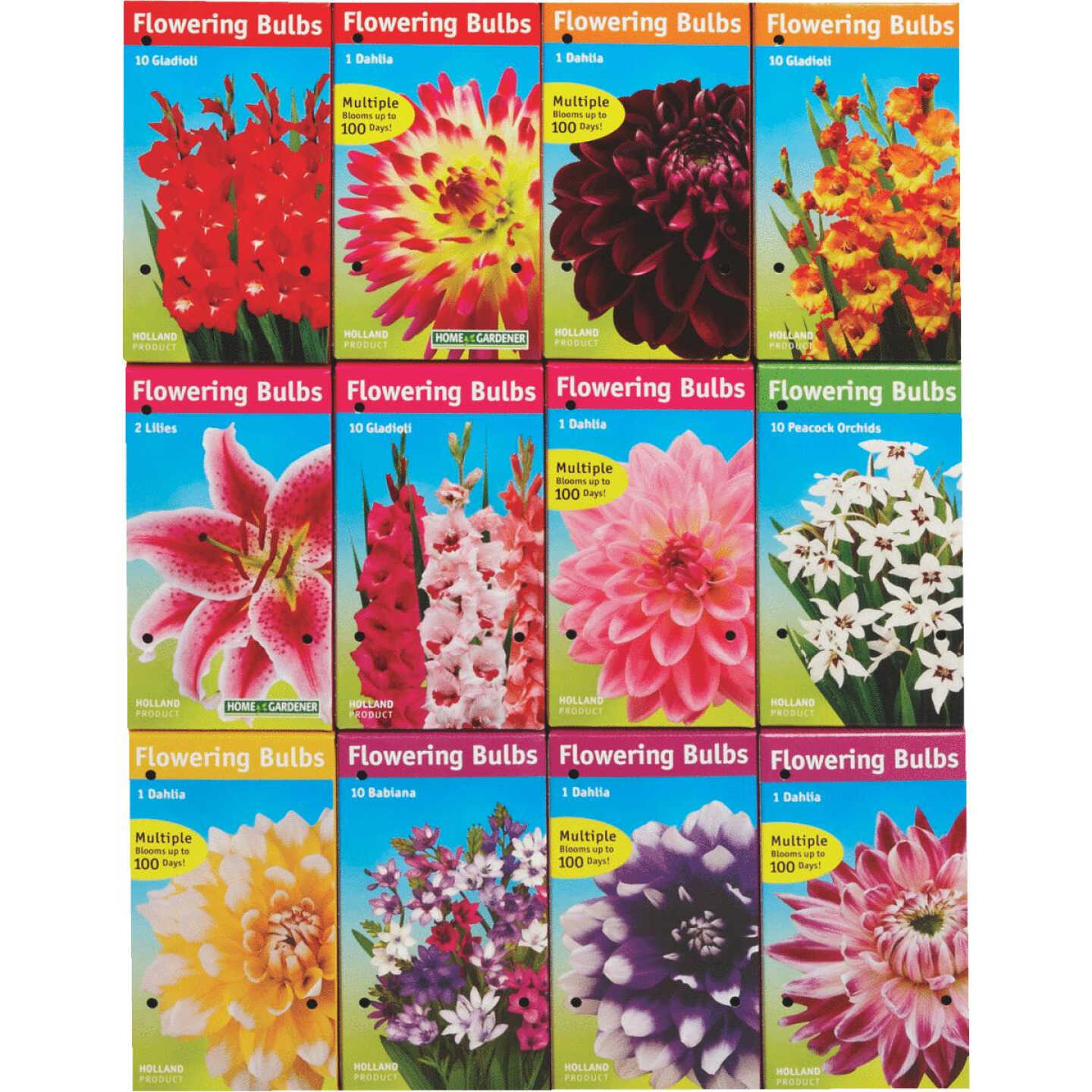 SPRING PLANTING BULBS Image 2