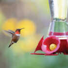 Perky-Pet 16 Oz. Favored Pinch-Waist Glass Hummingbird Feeder Image 6