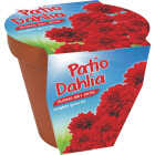 PATIO DAHLIA GROW KIT Image 1