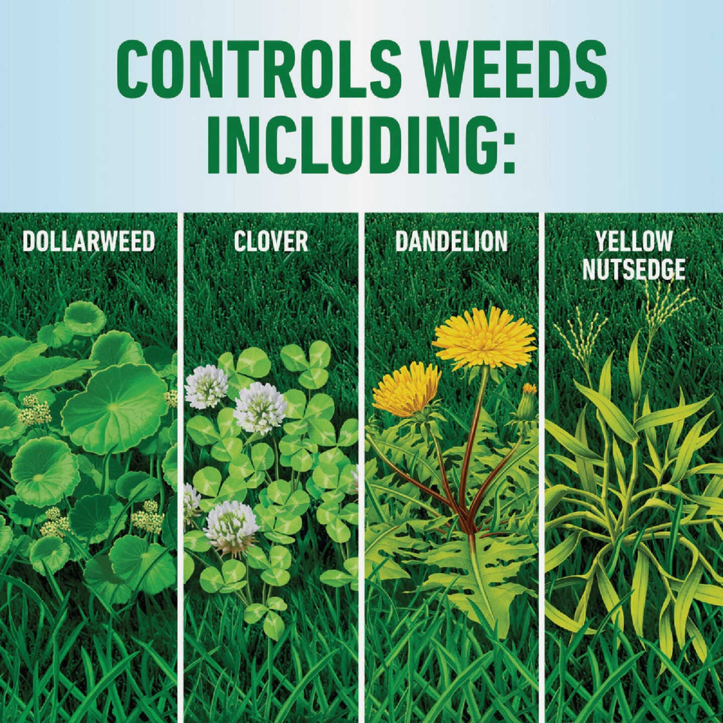 Roundup For Lawns 32 Oz. Concentrate Southern Formula Weed Killer Image 4