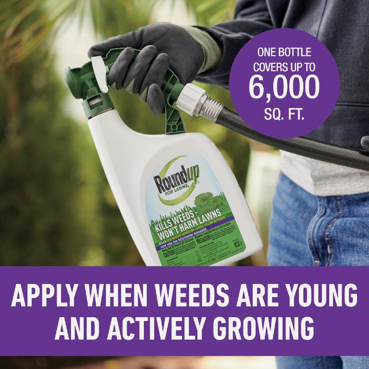 Roundup For Lawns 32 Oz. Spray Southern Formula Weed Killer Image 6