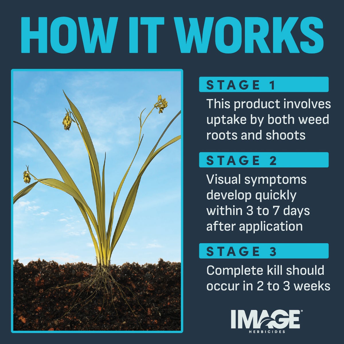 Image 24 Oz. Concentrate Crabgrass Nutsedge Lawn Weed Killer Image 3