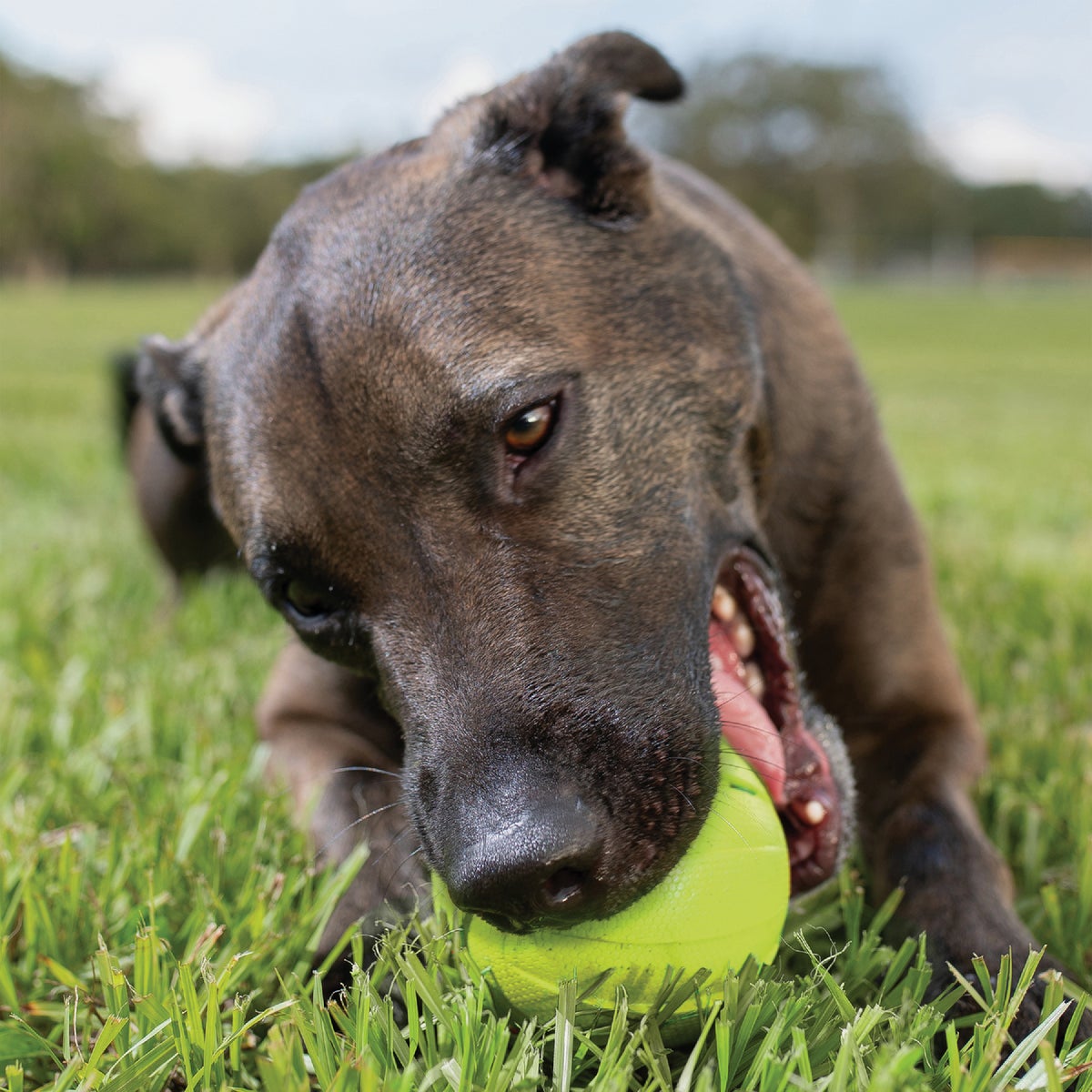 Nerf Dog 3.8 In. Rubber Classic Squeak Ball Image 3