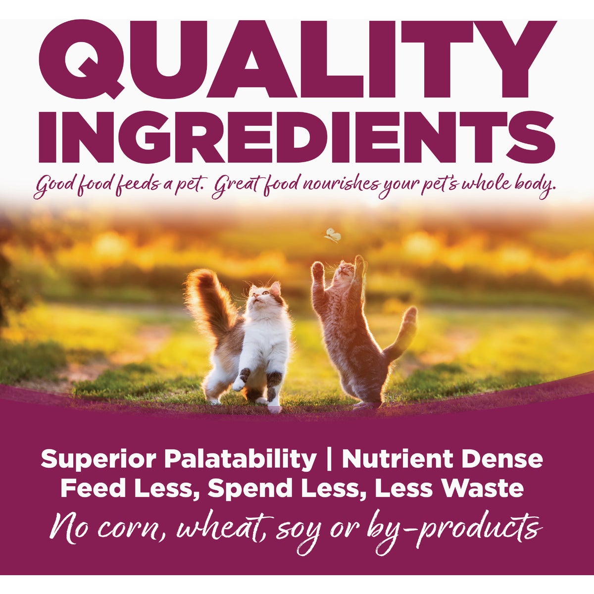NutriSource 12 Lb. Chicken & Rice Dry Cat & Kitten Food Image 3