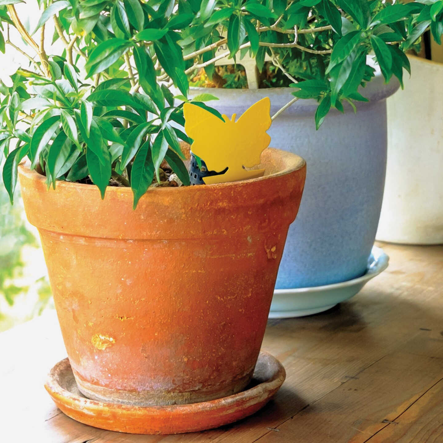 Intruder The Better Bugtrap for Plants Disposable Indoor/Outdoor Insect Trap (10-Pack) Image 2