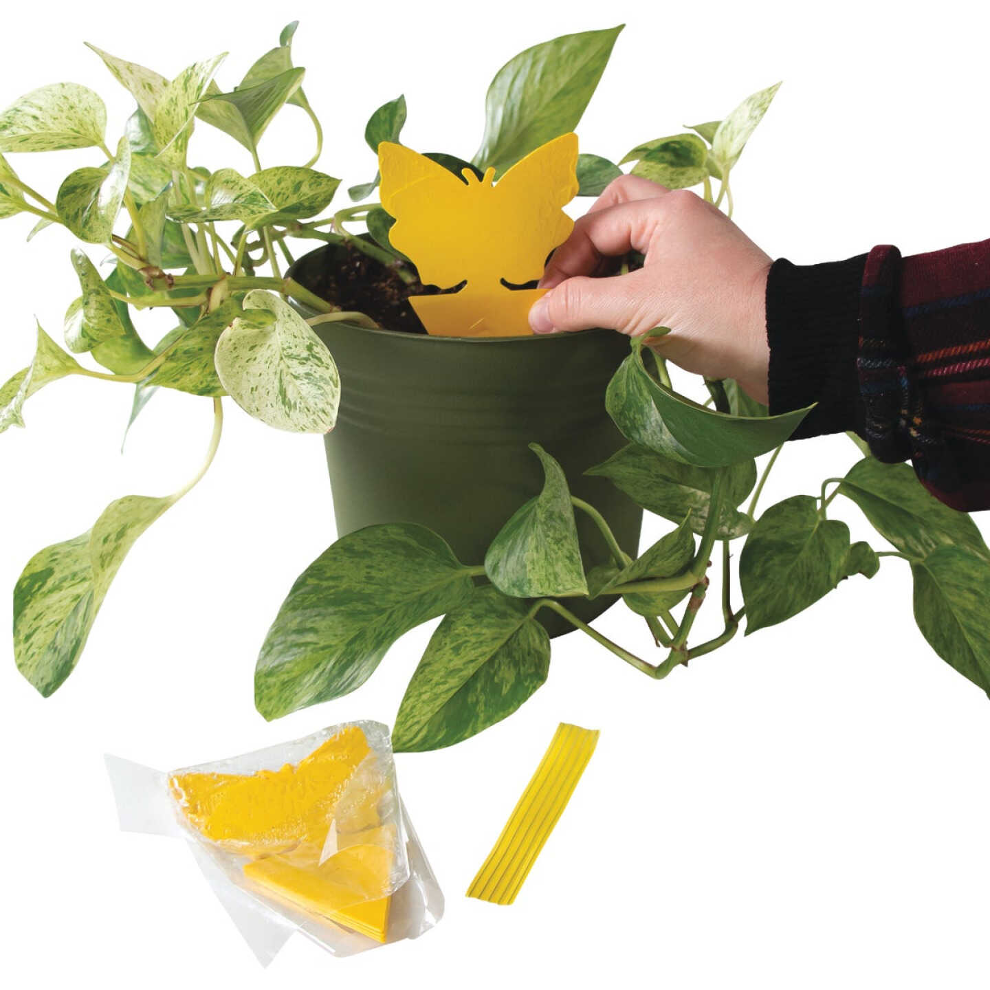 Intruder The Better Bugtrap for Plants Disposable Indoor/Outdoor Insect Trap (10-Pack) Image 5