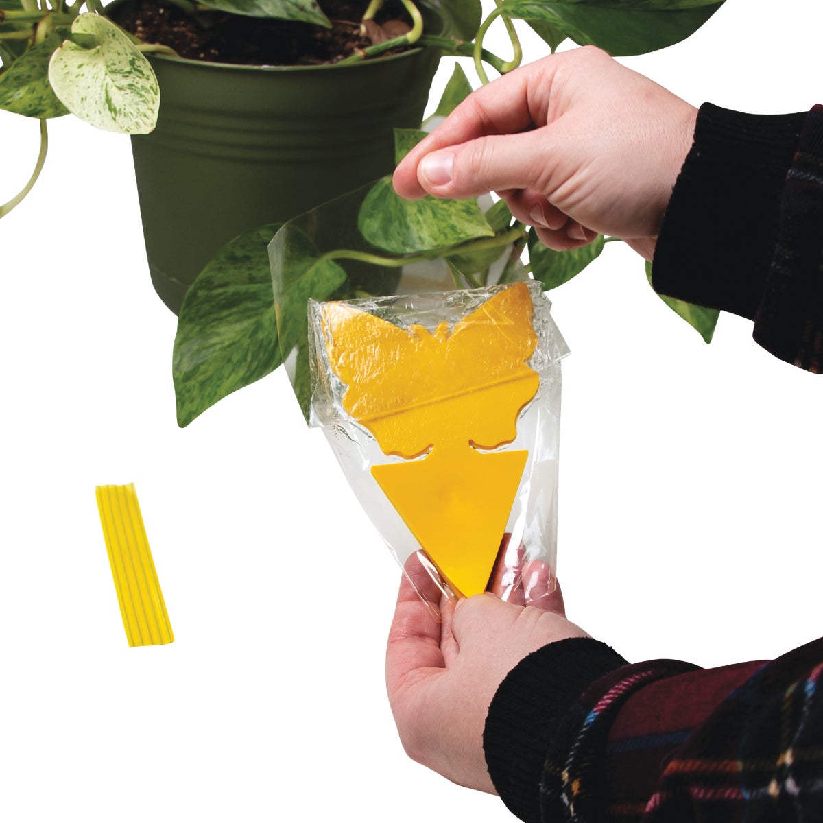 Intruder The Better Bugtrap for Plants Disposable Indoor/Outdoor Insect Trap (10-Pack) Image 3