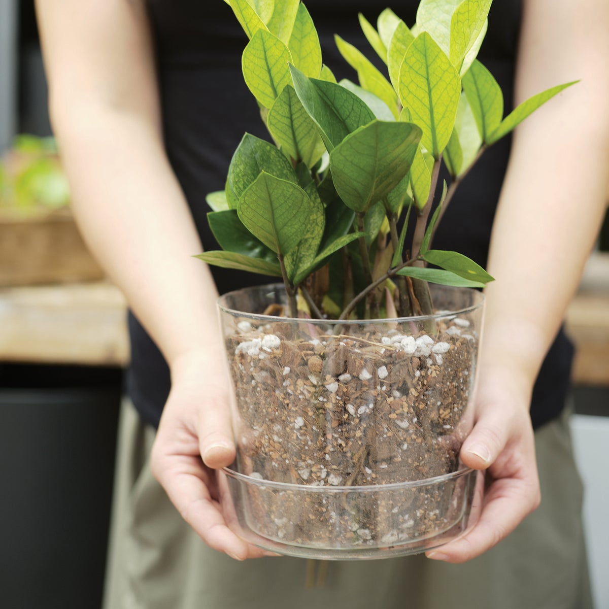 Sol Soils 2 Qt. Houseplant Chunky Mix Image 3