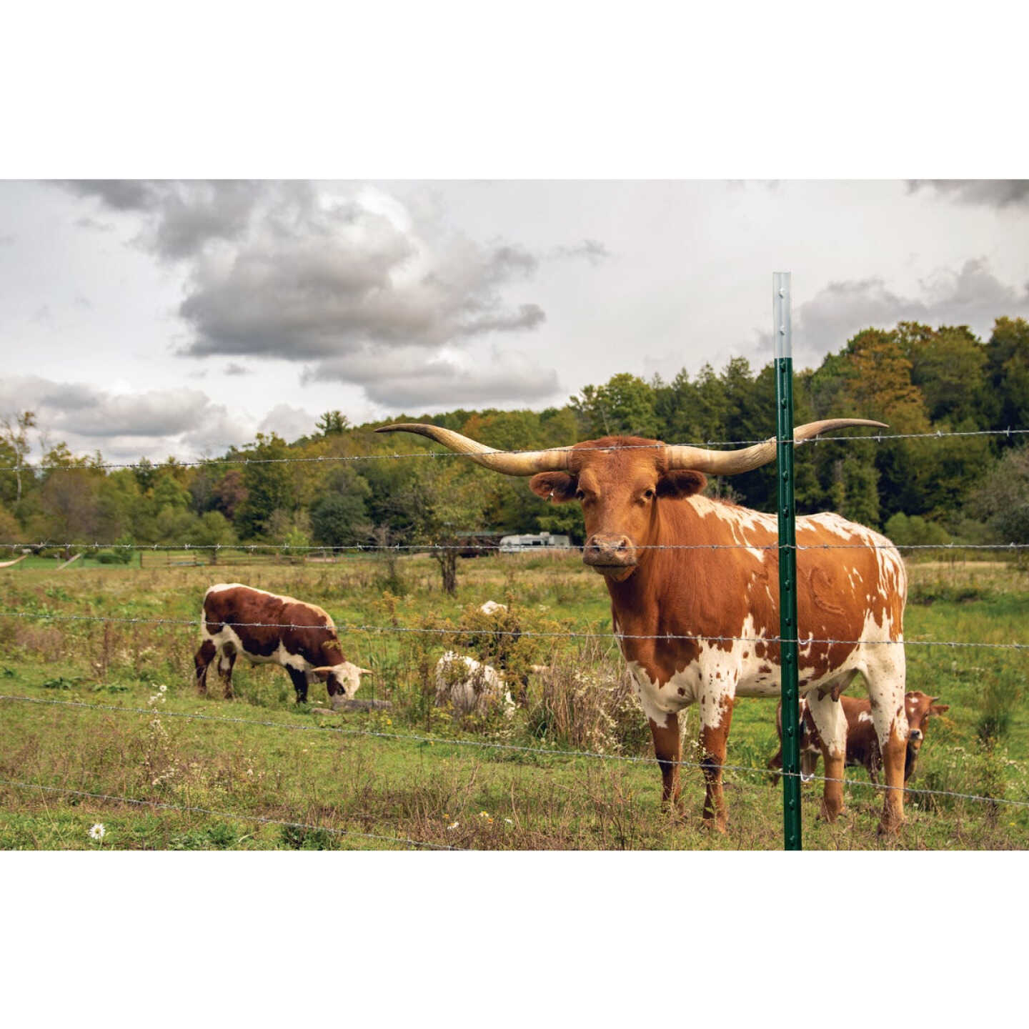 Franklin Industries 5 Ft. Steel 1.25 Lb./Ft. Fence T-Post Image 2