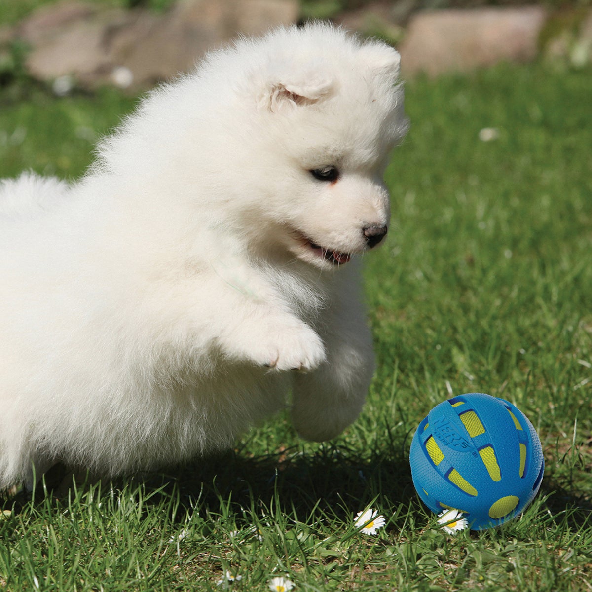 Nerf Dog 3.8 In. Rubber Checker Squeak Crunch Ball Image 3