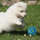 Nerf Dog 3.8 In. Rubber Checker Squeak Crunch Ball Image 3