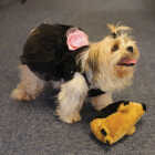 Boss Pet Digger's Hedgehog Plush Image 2