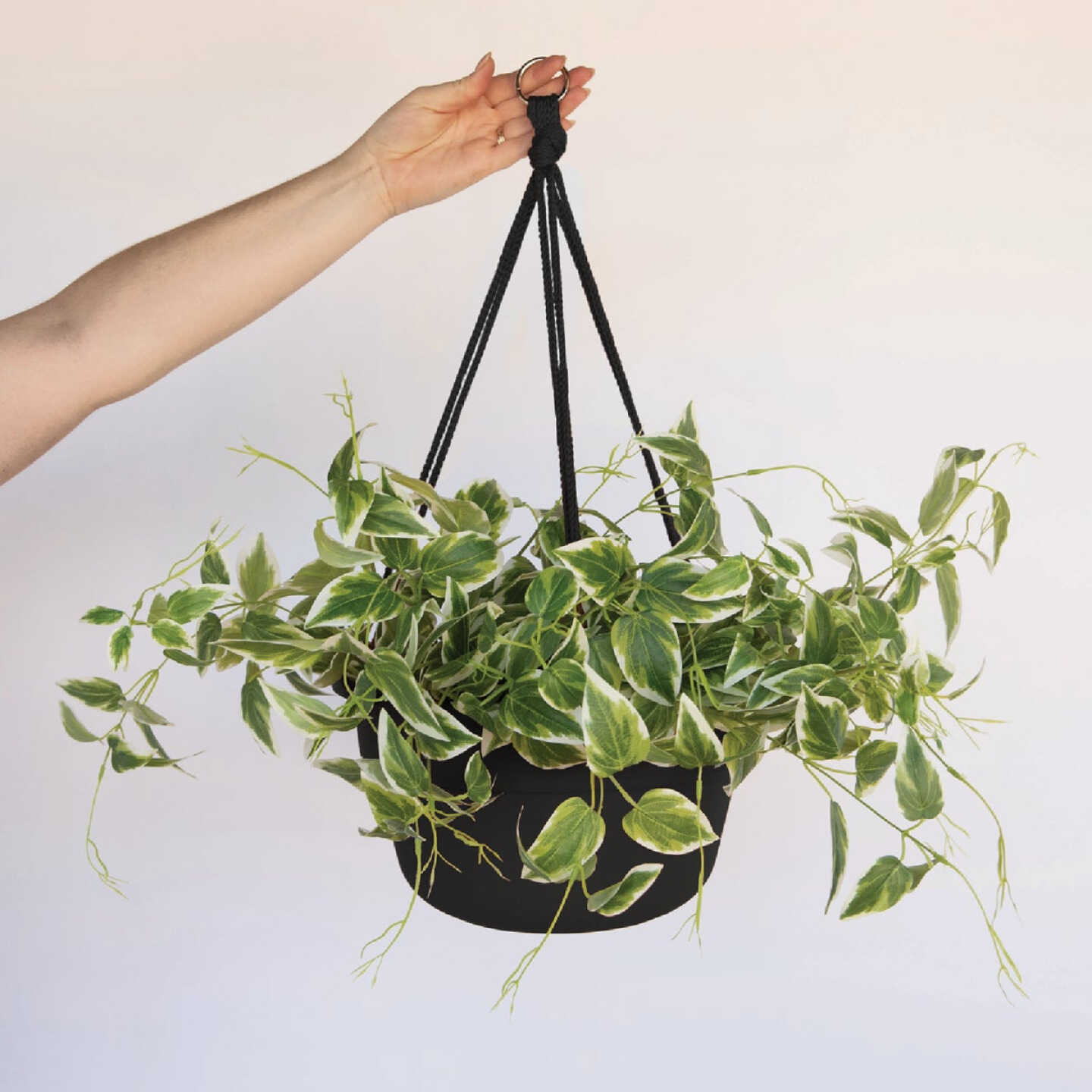 Bloem Dura Cotta 12 In. Plastic Black Hanging Plant Basket Image 2