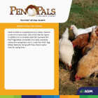 ADM Pen Pals 50 Lb. All-Star Scratch Poultry Grain Mix Image 2